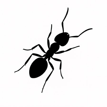 ants pest control san diego