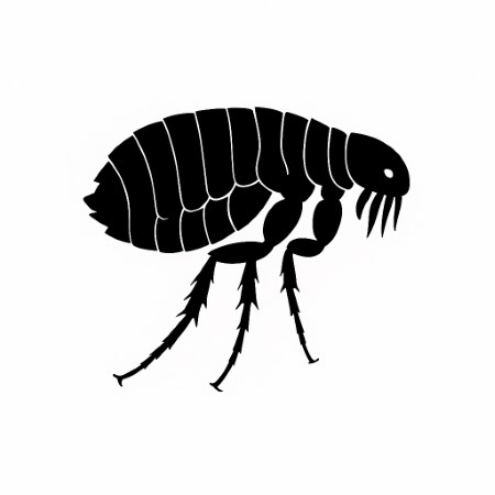 fleas pest control san diego